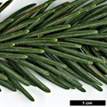 SpeciesSub: var. rubescens SpeciesSub: var. rubescens